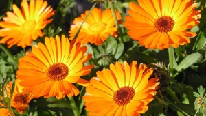 Cream with calendula