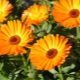 Cream with calendula